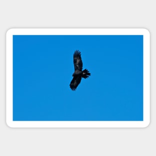Wedge Tailed Eagle hunting Sticker